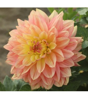 Dalia Decorativa Wanda's Aurora