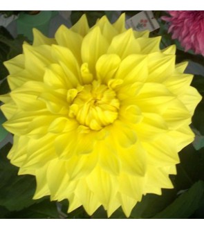 Dalia Decorativa Wanda's Capella