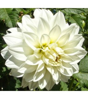 Dalia Decorativa White Swan