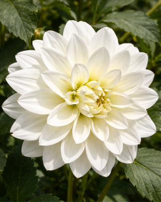 DALIA DECORATIVA WHITE SWAN
