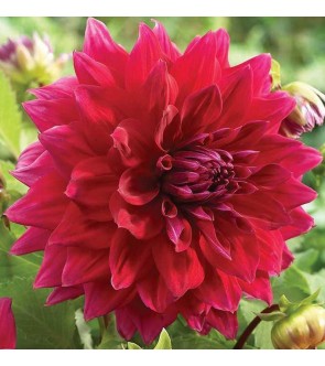 Dalia Decorativa Zorro