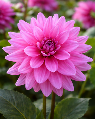 DALIA DECORATIVA BLUESETTE