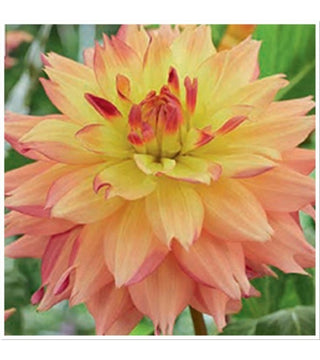 Dalia Decorativa Estimate