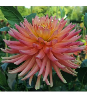 Dalia Cactus Felida Solar Flare