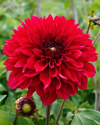 DALIA FIMBRIATA RED FUBUKI