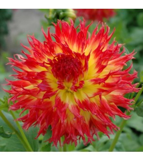 Dalia Fimbriata Pinelands Pam