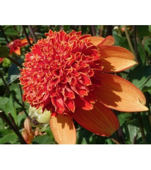 Dalia Fior D'anemone Josie