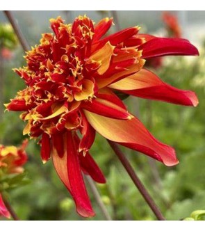 Dalia Fior D'anemone Octopus Sparkle