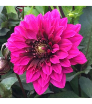Dalia Fior D'anemone Purple Haze