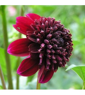 Dalia Fior D'anemone Rock Star