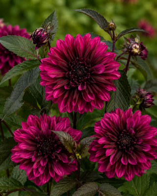 DAHLIA COLLECTION - MIX SUPER DECORATIVO