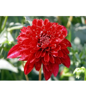 Dalia Fior D'anemone Jive