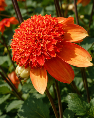 DALIA FIOR D’ANEMONE JOSIE