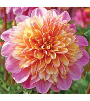 Dalia Fior D'anemone Life Style