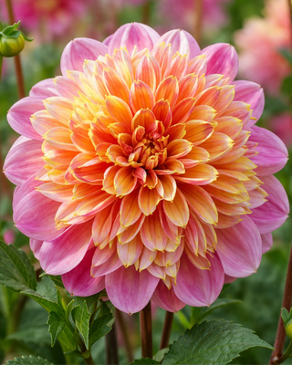 DALIA FIOR D’ANEMONE LIFE STYLE
