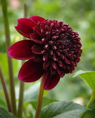 DALIA FIOR D’ANEMONE ROCK STAR