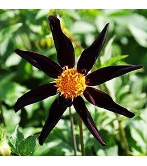 Dalia Honka Black