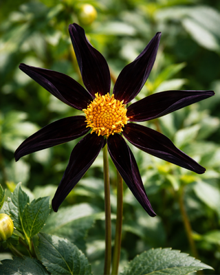 DALIA HONKA BLACK