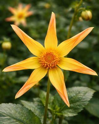DALIA HONKA DAKOTA
