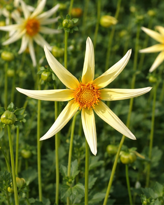 DALIA HONKA GIALLA