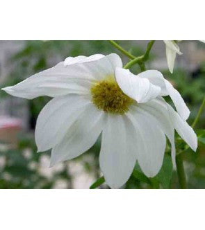 Dalia Imperialis Bianca