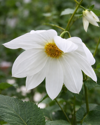DALIA IMPERIALIS BIANCA