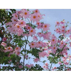 Dalia Imperialis Rosa