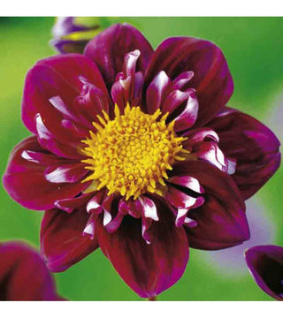 DALIA IMPRESSION FANTASTICO