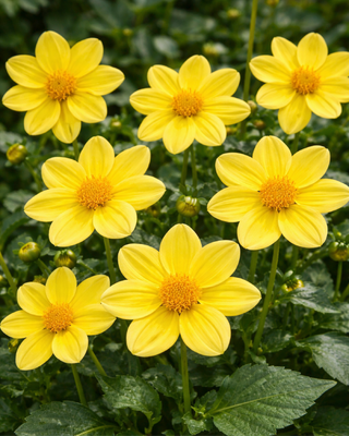 DALIA MIGNON SNEEZY