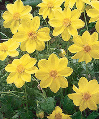 Dalia Mignon Sneezy