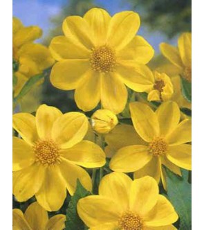Dalia Mignon Yellow Sneezy