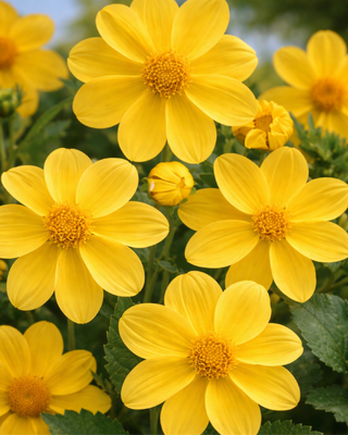 DALIA MIGNON YELLOW SNEEZY