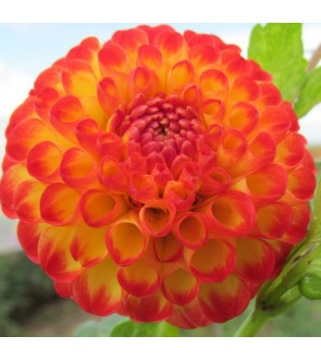 Dalia Pom Pon Souvenir D'Ete
