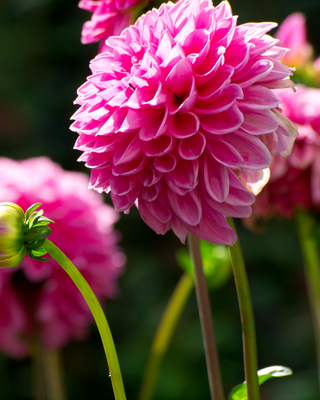 DAHLIA COLLECTION - MIX VIVACE