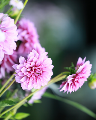 DAHLIA COLLECTION - MIX VIVACE