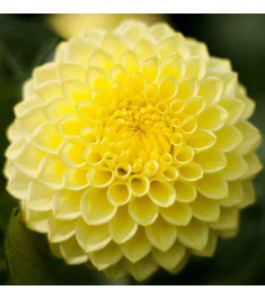 Dalia Pompon Deepest Yellow