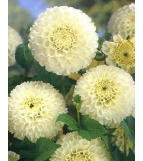 Dalia Pompon Doxy