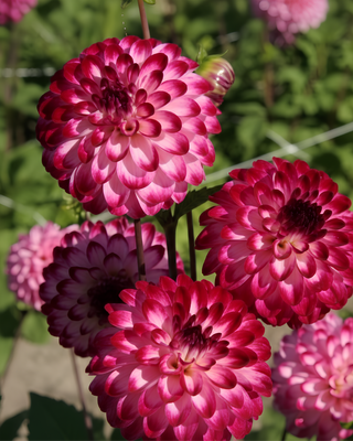 DALIA POMPON LITTLE ROBERT