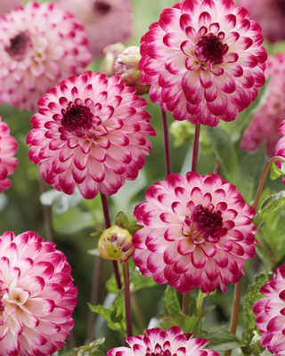 DALIA POMPON LITTLE ROBERT