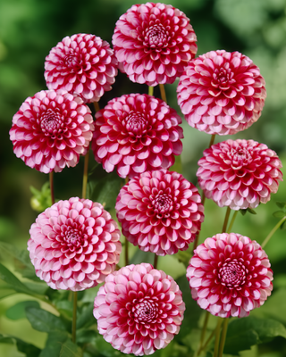 DALIA POMPON LITTLE WILLIAM