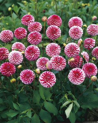 DALIA POMPON LITTLE WILLIAM