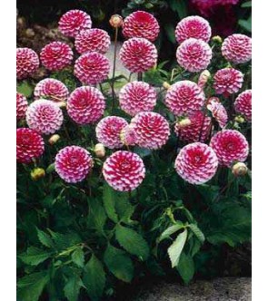 Dalia Pompon Little William