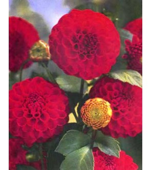 Dalia Pompon Nescio