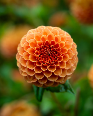 DALIA POMPON NEW BABY