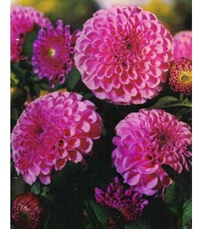 Dalia Pompon Stolze Von Berlin