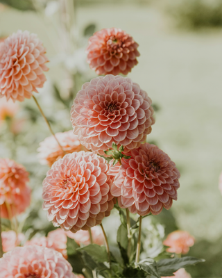 DAHLIA COLLECTION - MIX VIVACE