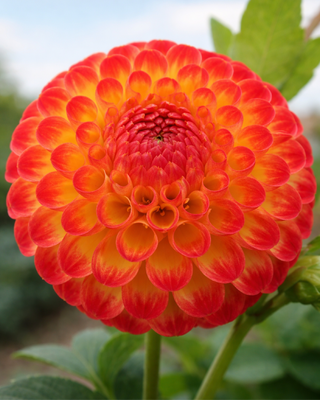 DALIA POMPON SOUVENIR D’ETE