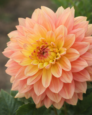 DALIA DECORATIVA WANDA’S CAPPELLA