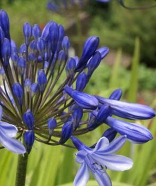 Agapanthus Davos