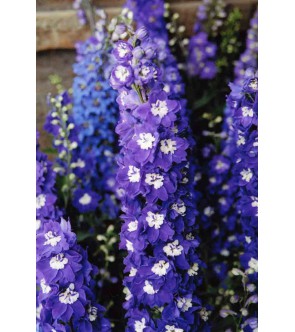 Delphinium Blue Bird In Vaso